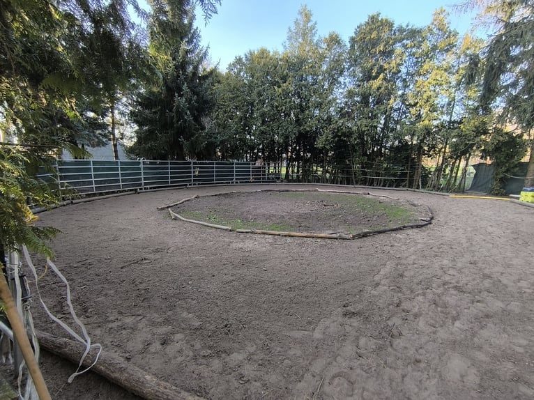 Offenstallplatz für Kleinpferd/Pony Wallach oder Stute