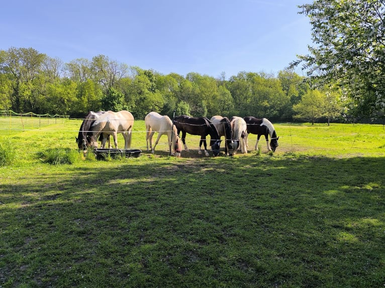 Offenstallplatz für Kleinpferd/Pony Wallach oder Stute