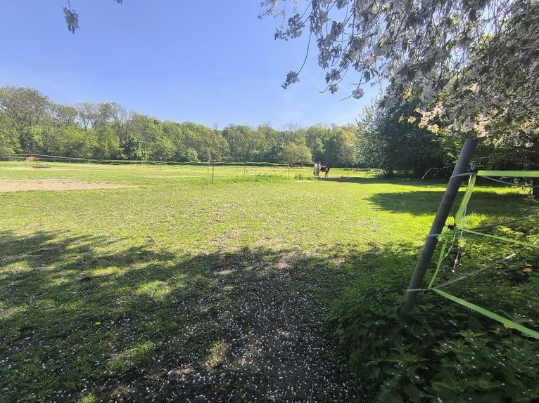 Offenstallplatz für Kleinpferd/Pony Wallach oder Stute