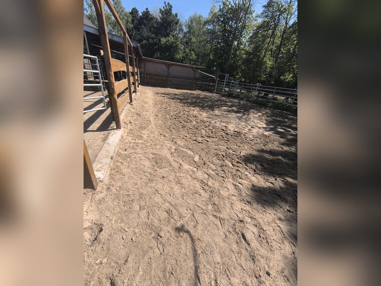 Offenstallplatz für Kleinpferd/Pony Wallach oder Stute