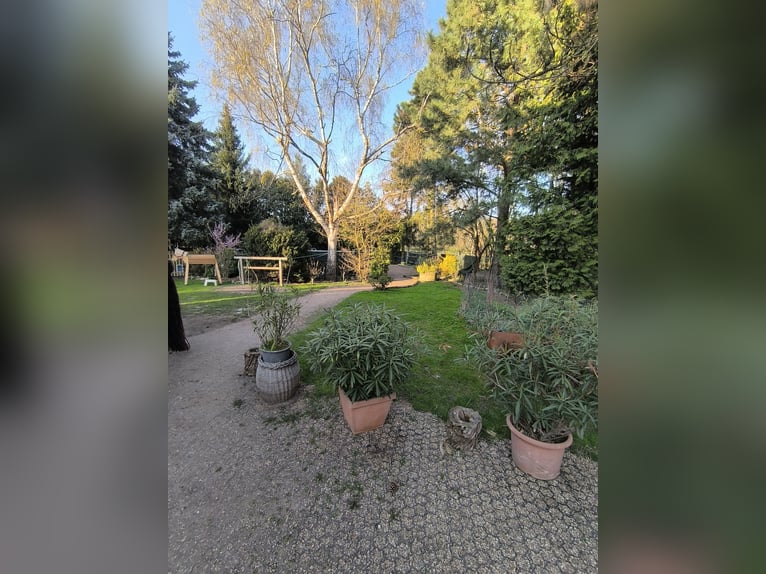 Offenstallplatz für Kleinpferd/Pony Wallach oder Stute