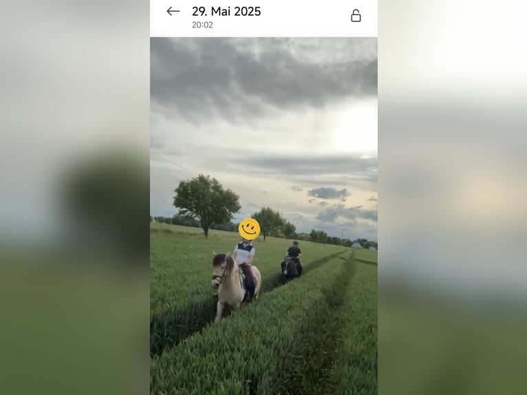 Offenstallplatz für Kleinpferd/Pony Wallach oder Stute
