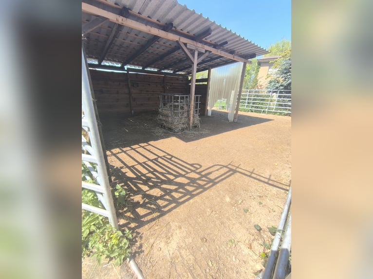 Offenstallplatz für Kleinpferd/Pony Wallach oder Stute