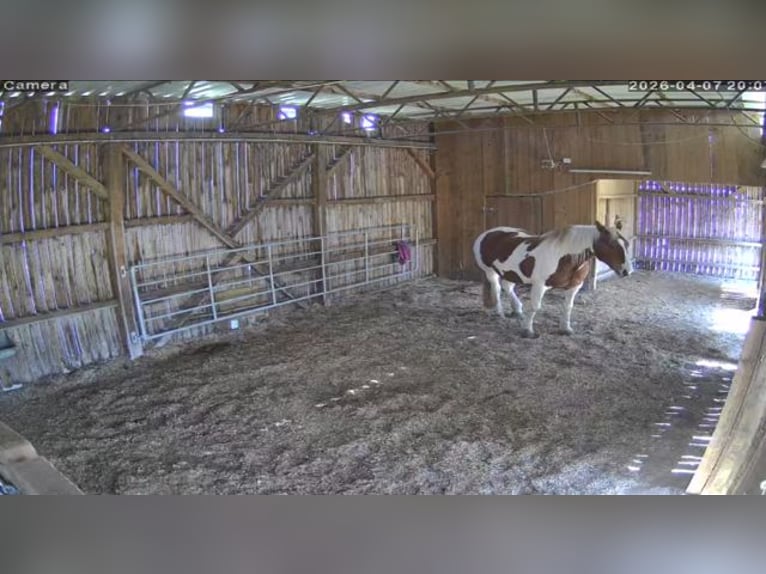 Offenstallplatz für Pferde oder Ponys - naturnahe und unkompliziert