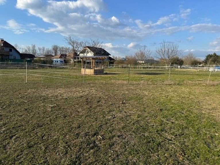 Offenstallplatz für Pferde oder Ponys - naturnahe und unkompliziert