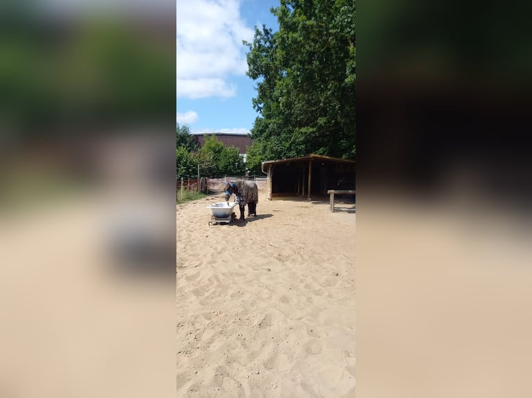Offenstallplatz für Rehe oder EMS Pony