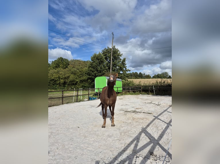 Offenstallplatz für Rehe oder stoffwechselgestörte Ponys