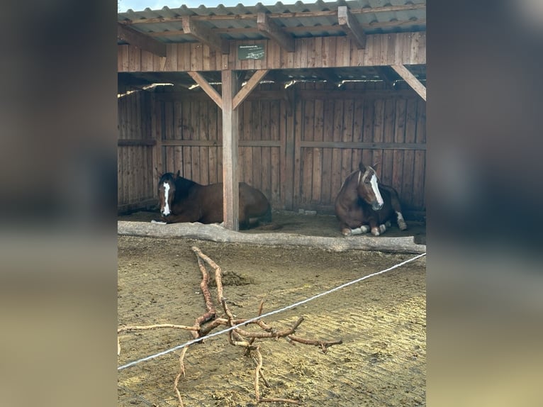 Offenstallplatz für Renter, Allergiker und Atemwegspferde
