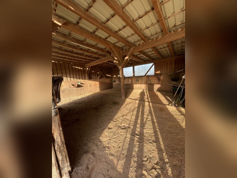 Offenstallplatz für Stute (bis 1.60m)