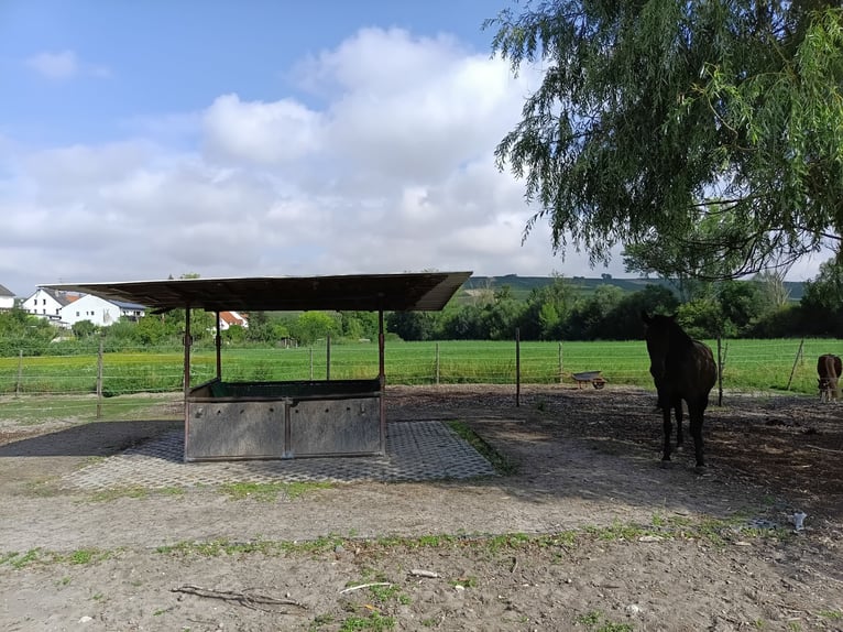 Offenstallplatz für Stute frei
