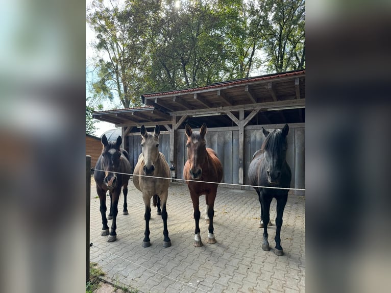 Offenstallplatz für Stute