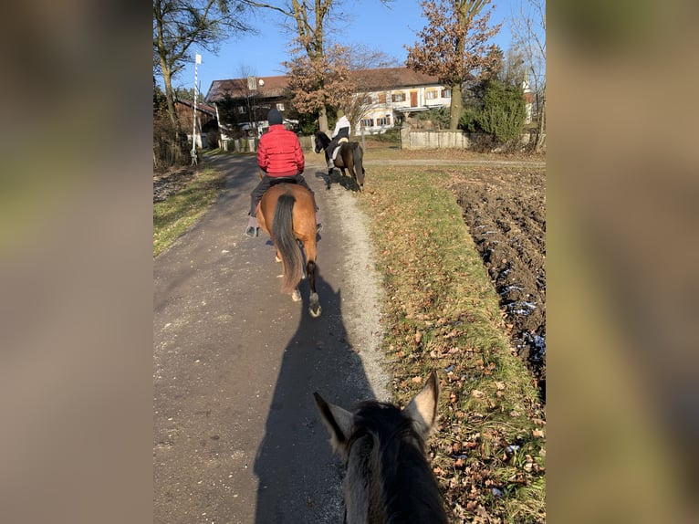 Offenstallplatz für Stute