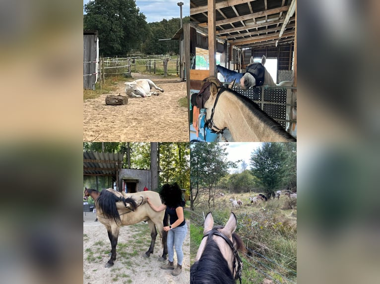 Offenstallplatz für Wallach - 25482 Appen-Etz - bedampftes Heu