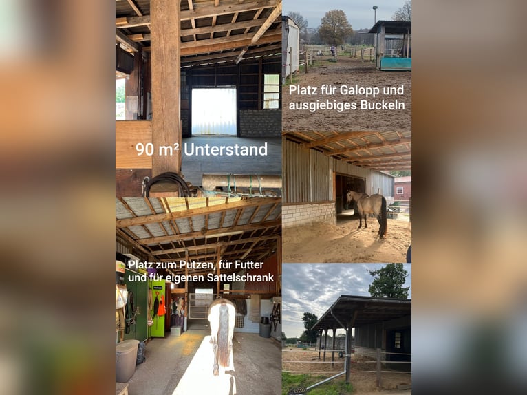 Offenstallplatz für Wallach - 25482 Appen-Etz - bedampftes Heu