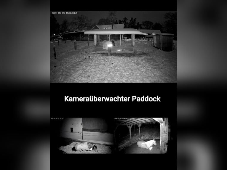 Offenstallplatz für Wallach - 25482 Appen-Etz - bedampftes Heu