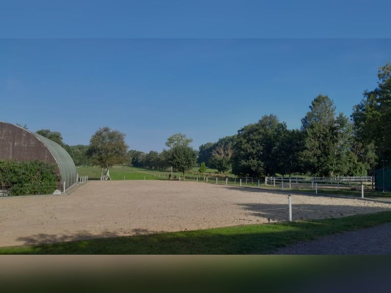 Offenstallplatz für Wallach frei