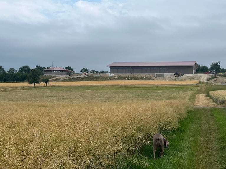 Offenstallplatz für Wallach frei