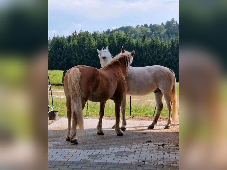 Offenstallplatz für Wallach frei