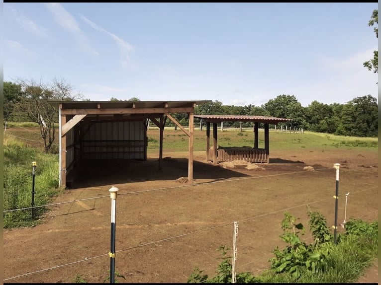 Offenstallplatz für Wallach