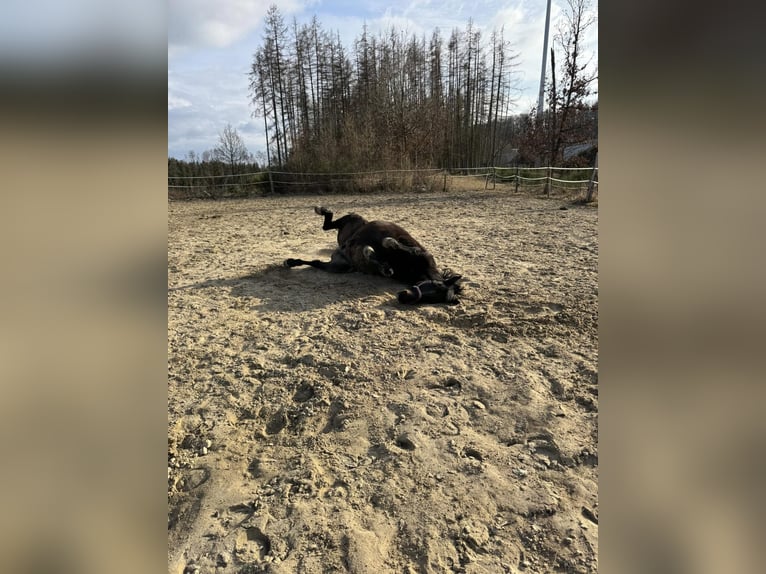 Offenstallplatz für Wallach oder Stute gerne auch größeres Pony