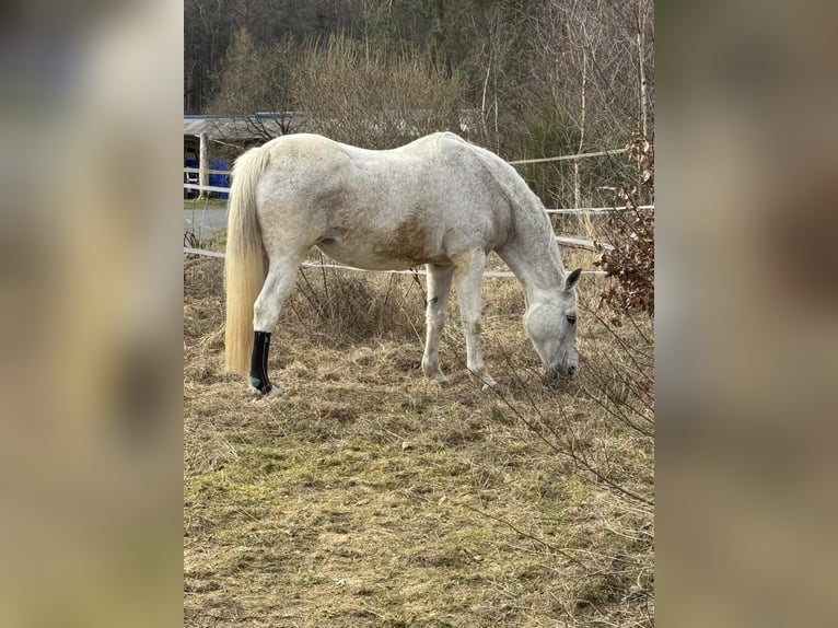 Offenstallplatz für Wallach oder Stute gerne auch größeres Pony