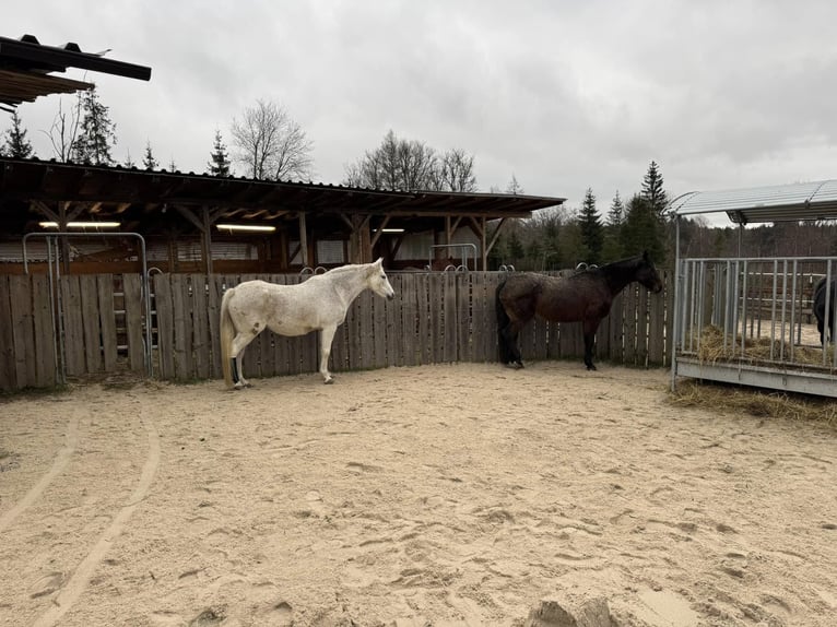 Offenstallplatz für Wallach oder Stute gerne auch größeres Pony