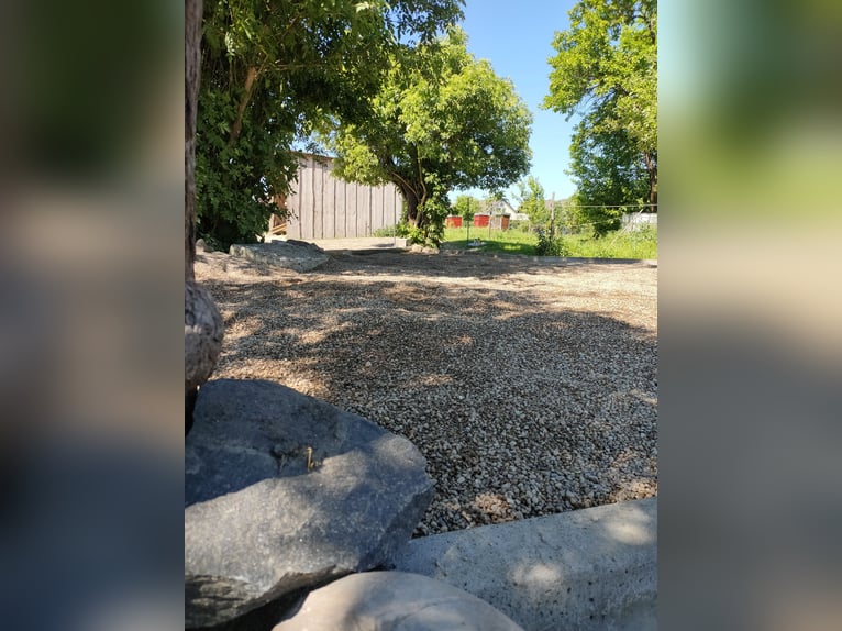 Offenstallplatz für Wallache in Mietgendorf