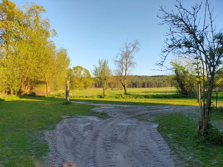Offenstallplatz für Wallache in Mietgendorf