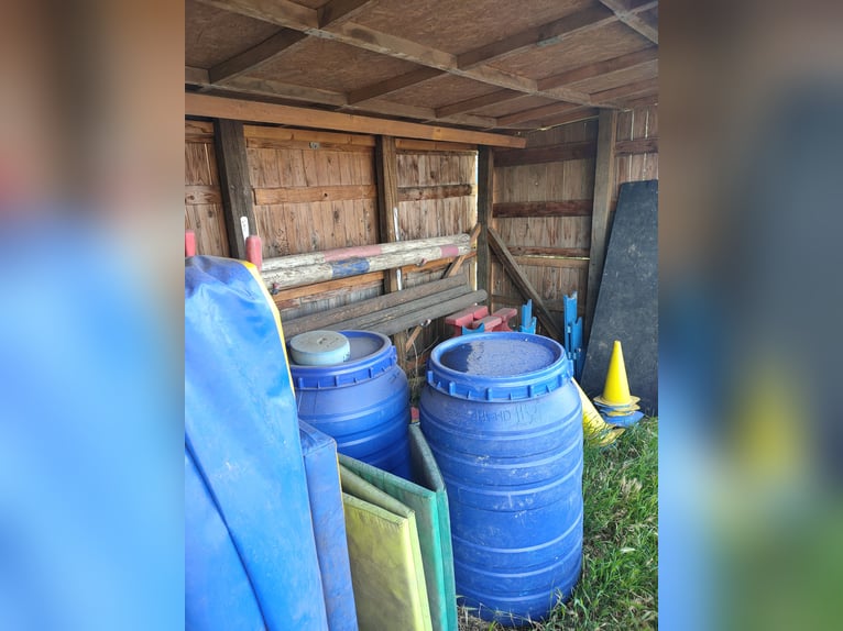 Offenstallplatz für Wallache in Mietgendorf