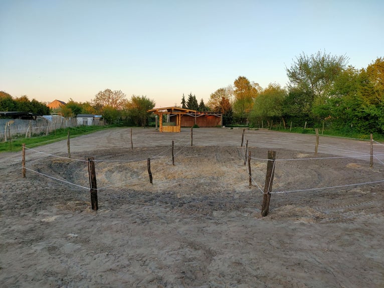 Offenstallplatz für Wallache in Mietgendorf