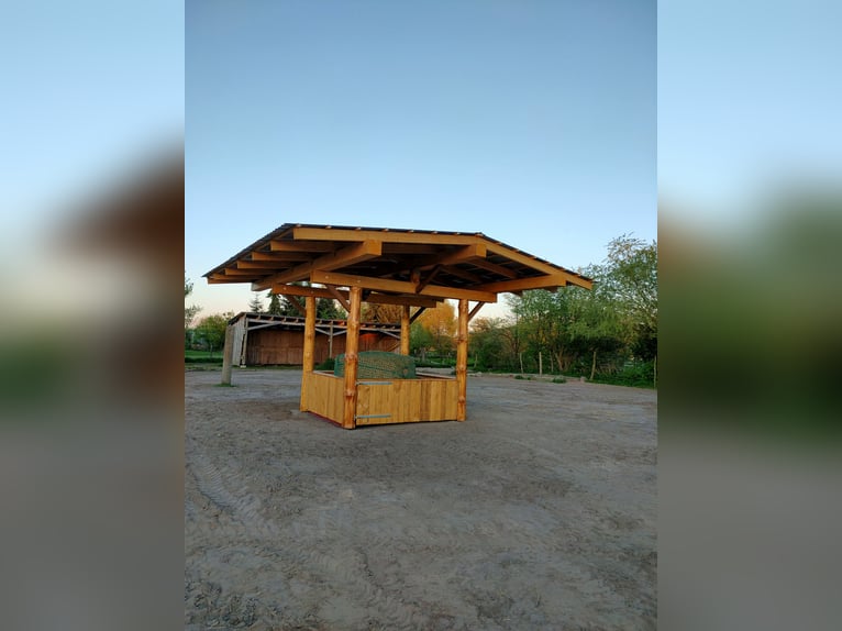 Offenstallplatz für Wallache in Mietgendorf