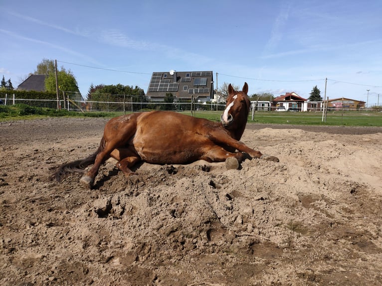 Offenstallplatz für Wallache in Mietgendorf