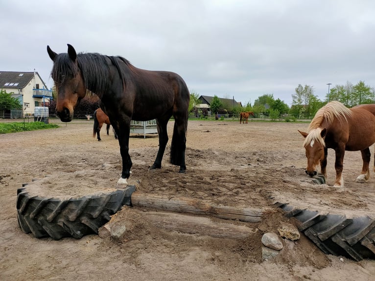 Offenstallplatz für Wallache in Mietgendorf