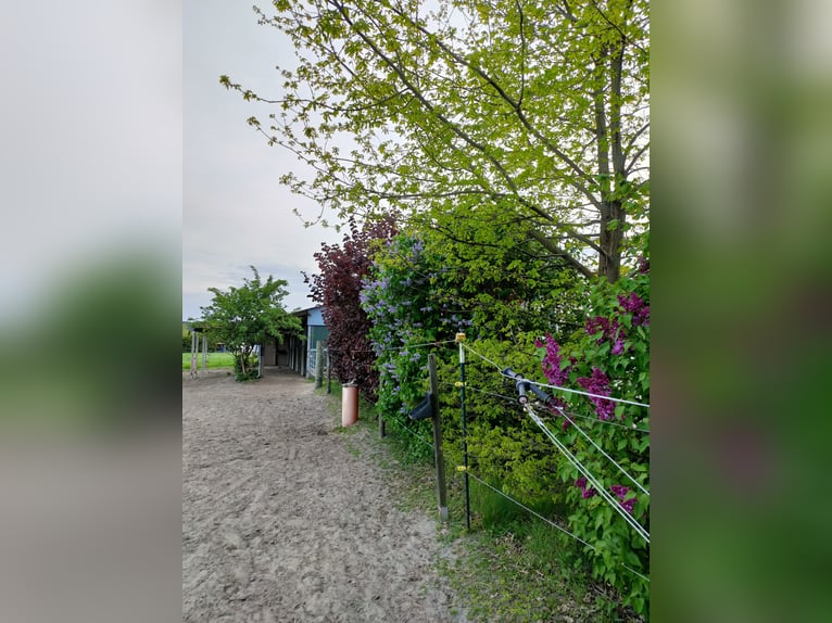 Offenstallplatz für Wallache in Mietgendorf