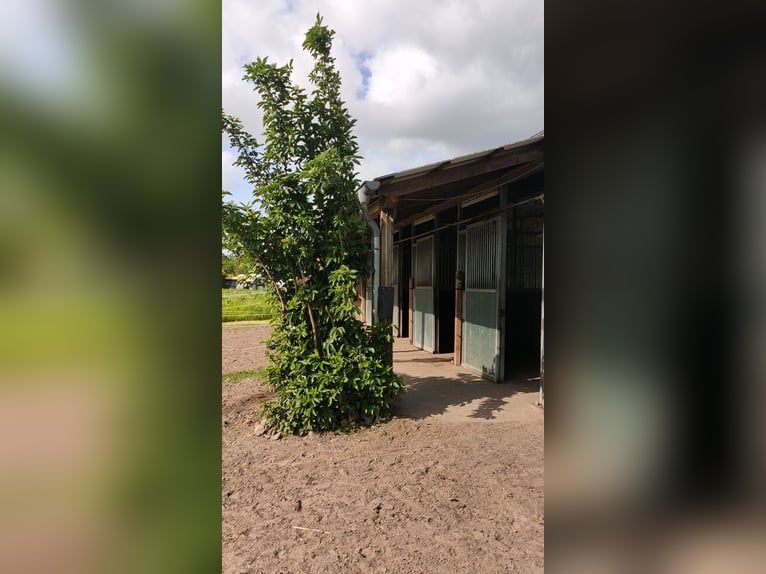 Offenstallplatz für Wallache in Mietgendorf