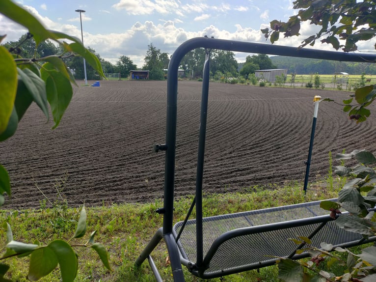 Offenstallplatz für Wallache in Mietgendorf