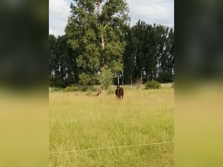 Offenstallplatz für zwei Pferde im privaten Stall