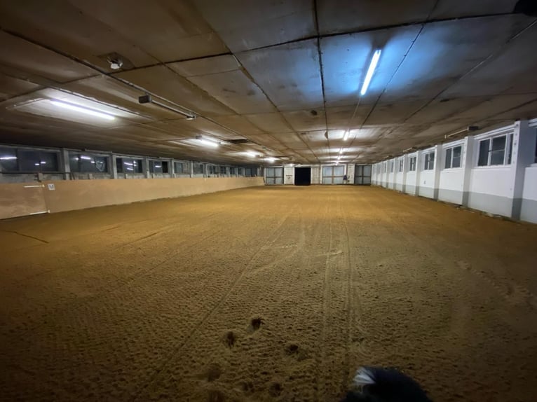 Offenstallplatz für zwei Pferde im privaten Stall