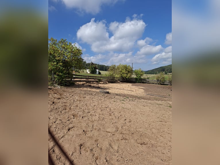 Offenstallplatz hat 2 Plätze in Teilpension