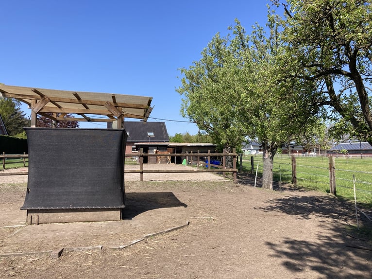 Offenstallplatz im Pferdeparadies in 46282 Dorsten frei