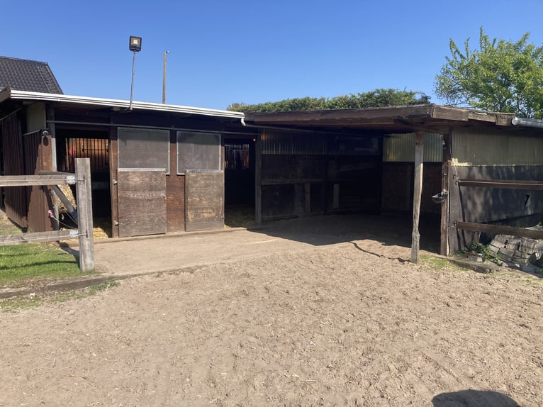 Offenstallplatz im Pferdeparadies in 46282 frei