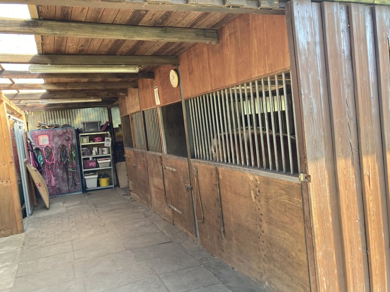 Offenstallplatz im Pferdeparadies in 46282 frei