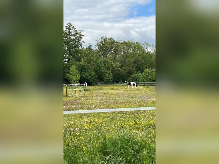 Offenstallplatz im Privatstall