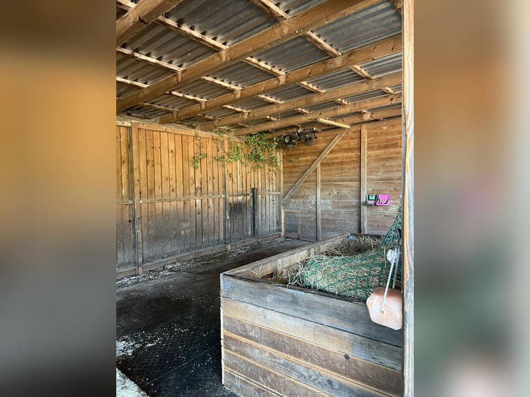 Offenstallplatz im Privatstall