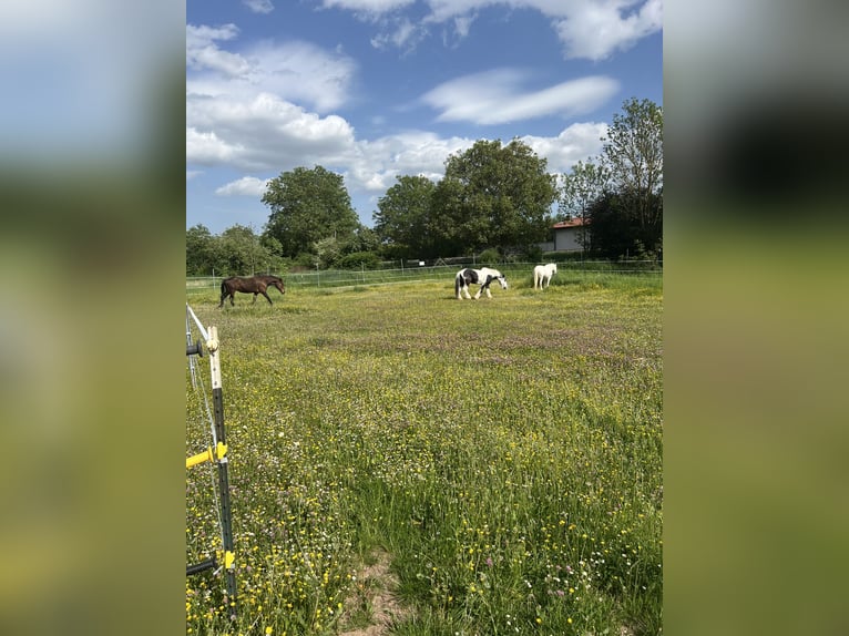 Offenstallplatz im Privatstall