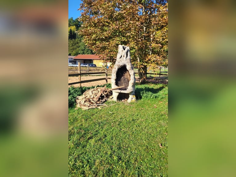 Offenstallplatz in 91187