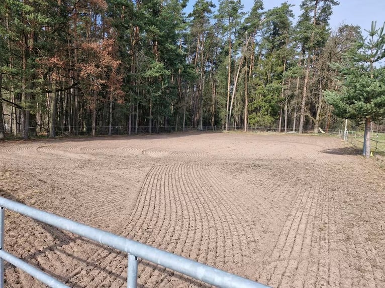 Offenstallplatz in 91207 Bullach für 2er Gruppe