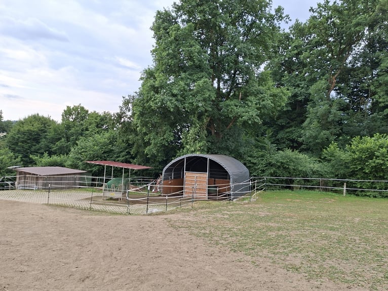 Offenstallplatz in Aretsried für Wallach ab sofort