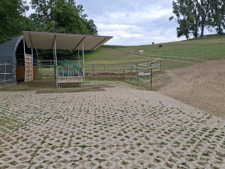 Offenstallplatz in Aretsried für Wallach ab sofort