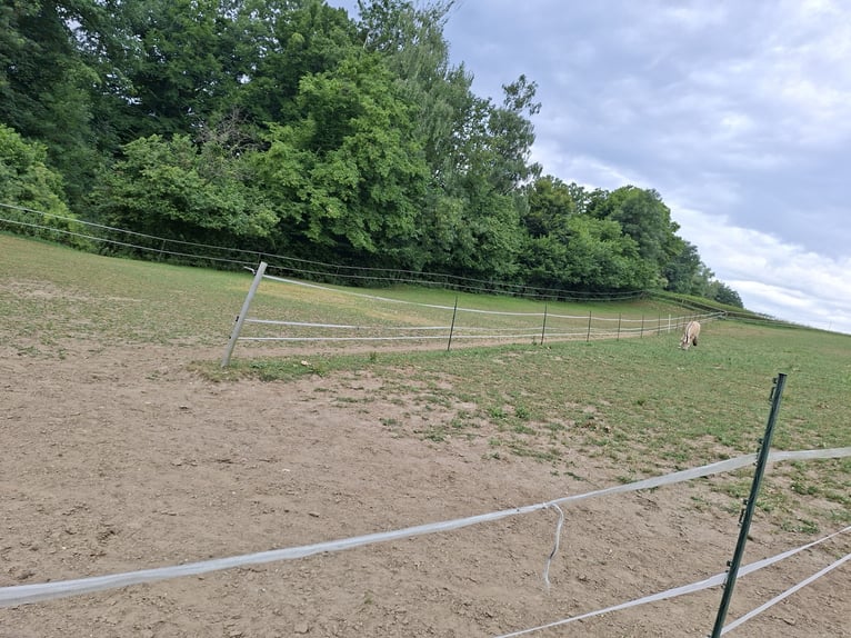 Offenstallplatz in Aretsried für Wallach ab sofort